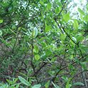 Ligustrum vulgare 'Pyramidalis' P1E